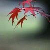 紅 葉