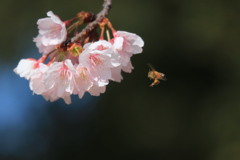 桜と蜜蜂