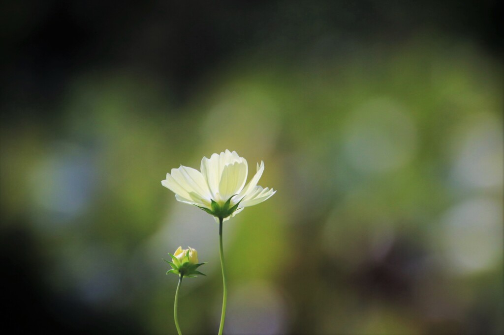 秋 桜