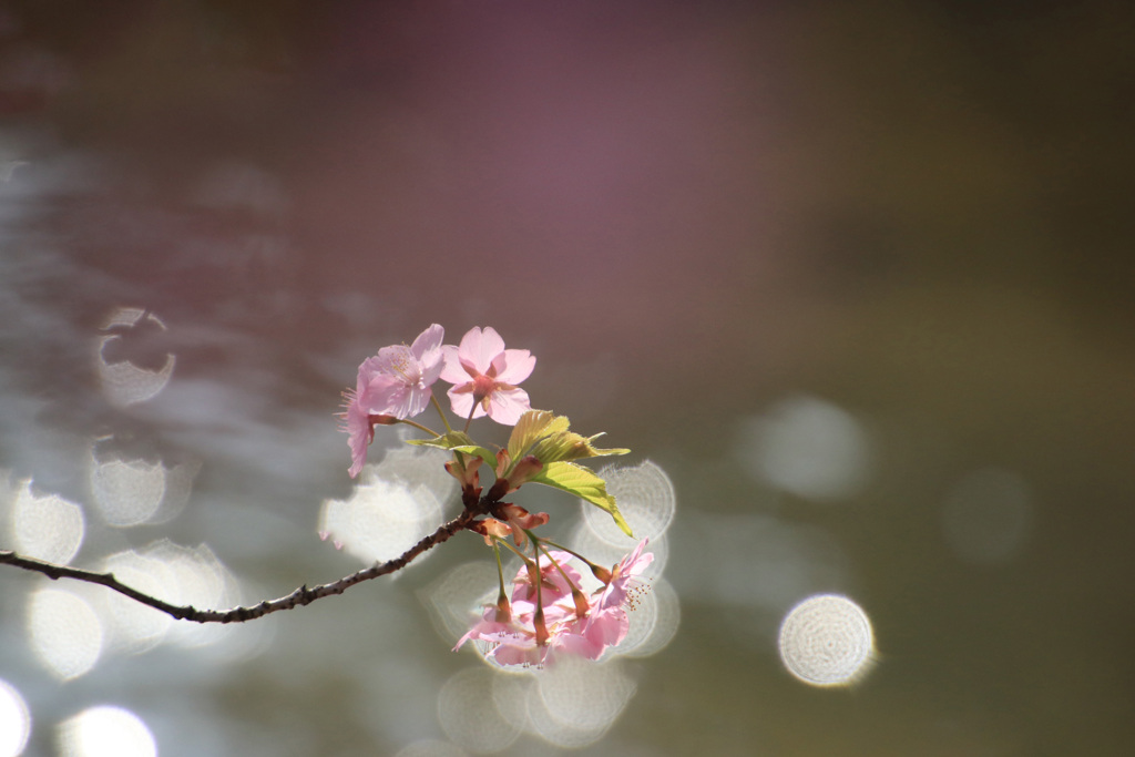 桜花