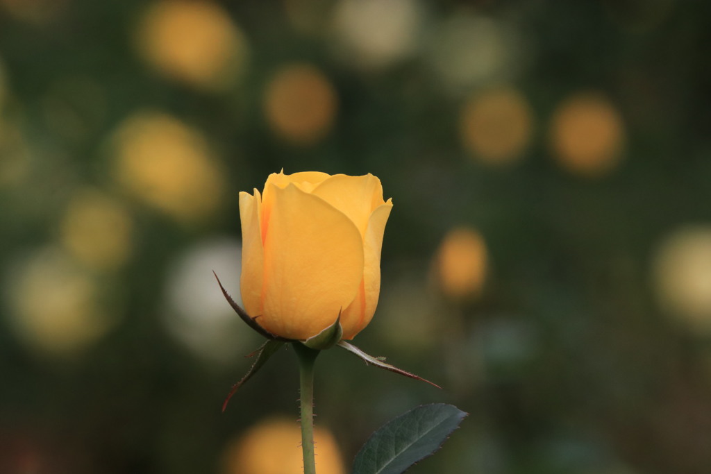 秋薔薇