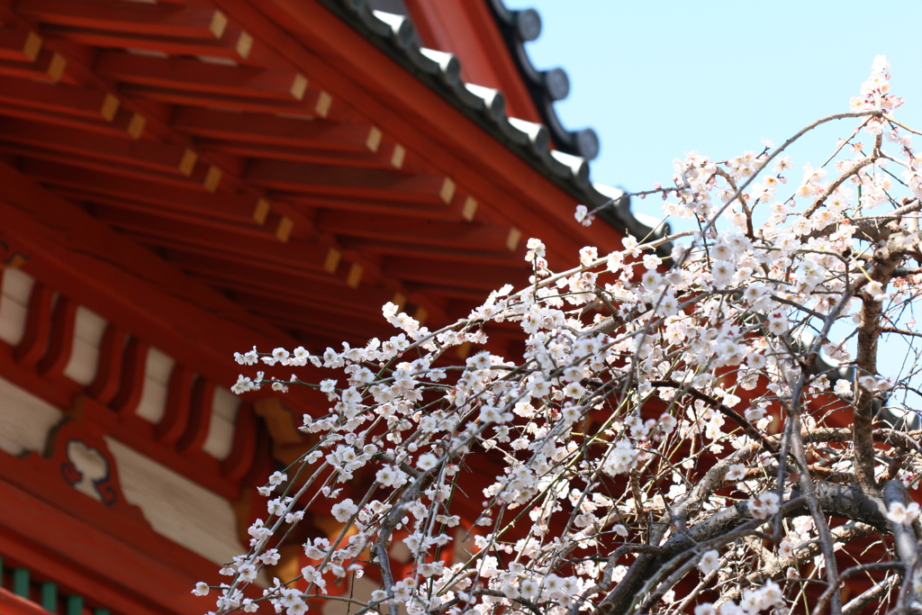 梅  花