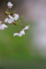 桜 花