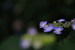 紫陽花