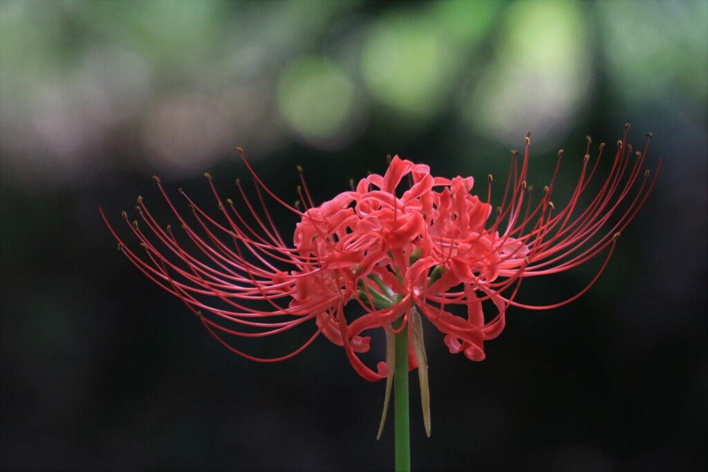 彼 岸 花