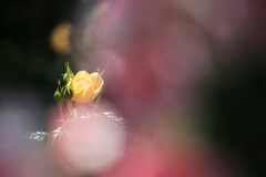 春薔薇