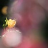 春薔薇