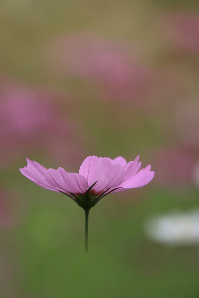 秋 桜