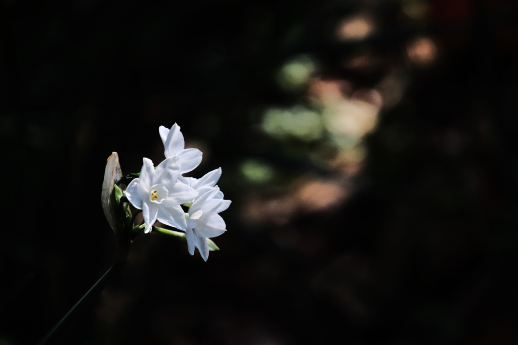 水仙(ペーパーホワイト)