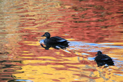 紅葉に野鳥