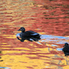 紅葉に野鳥
