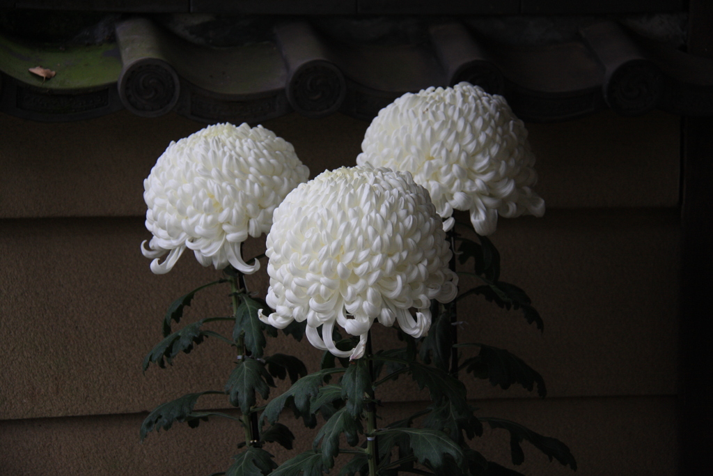 ●菊  花●