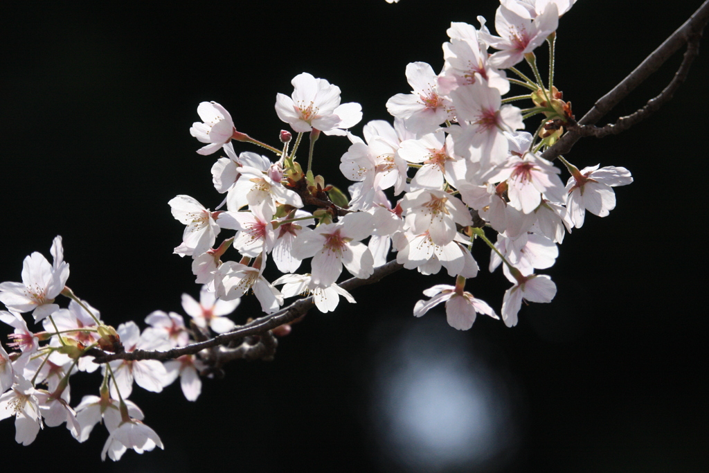 桜 花