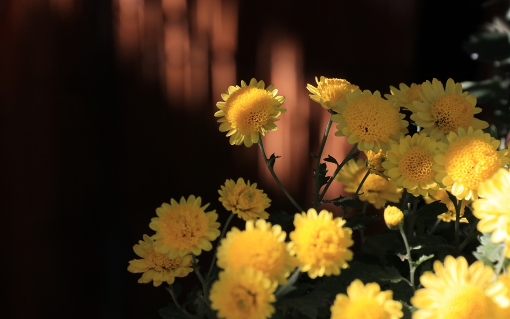●菊 花●