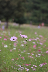 秋  桜