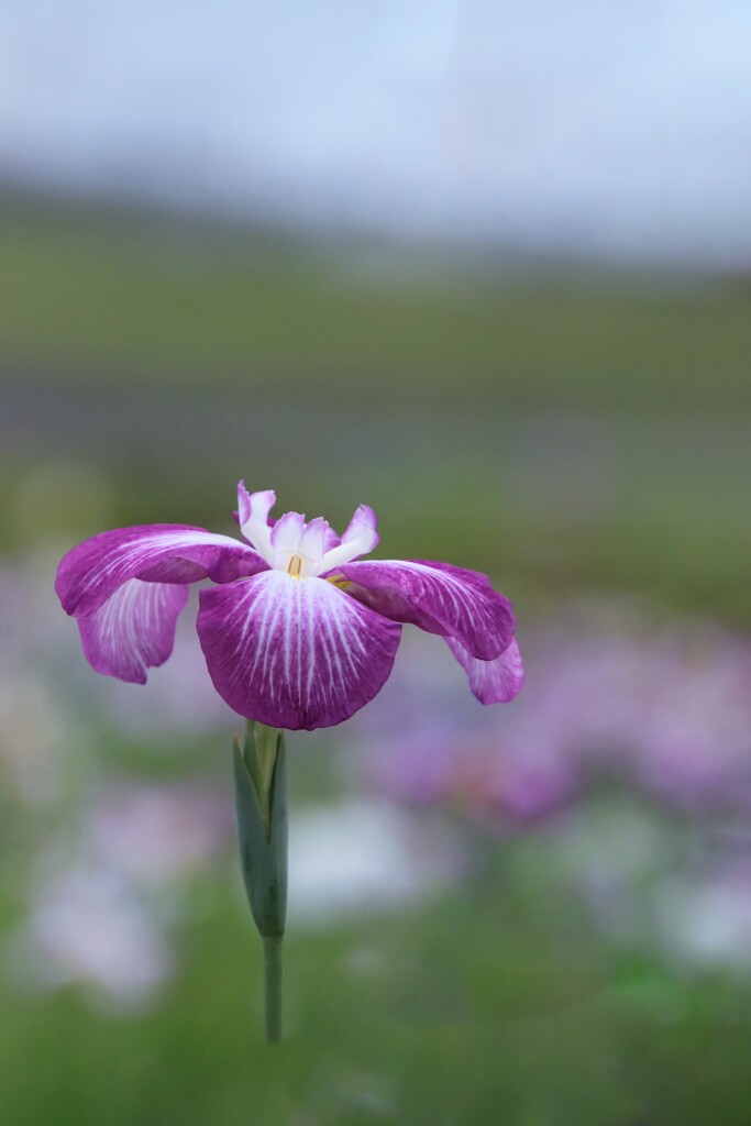 菖 蒲