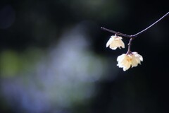 蝋梅