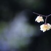 蝋梅