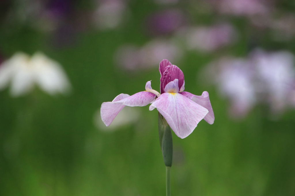 菖  蒲