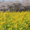 菜  の  花