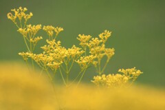 秋の気配(女郎花)