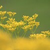 秋の気配(女郎花)