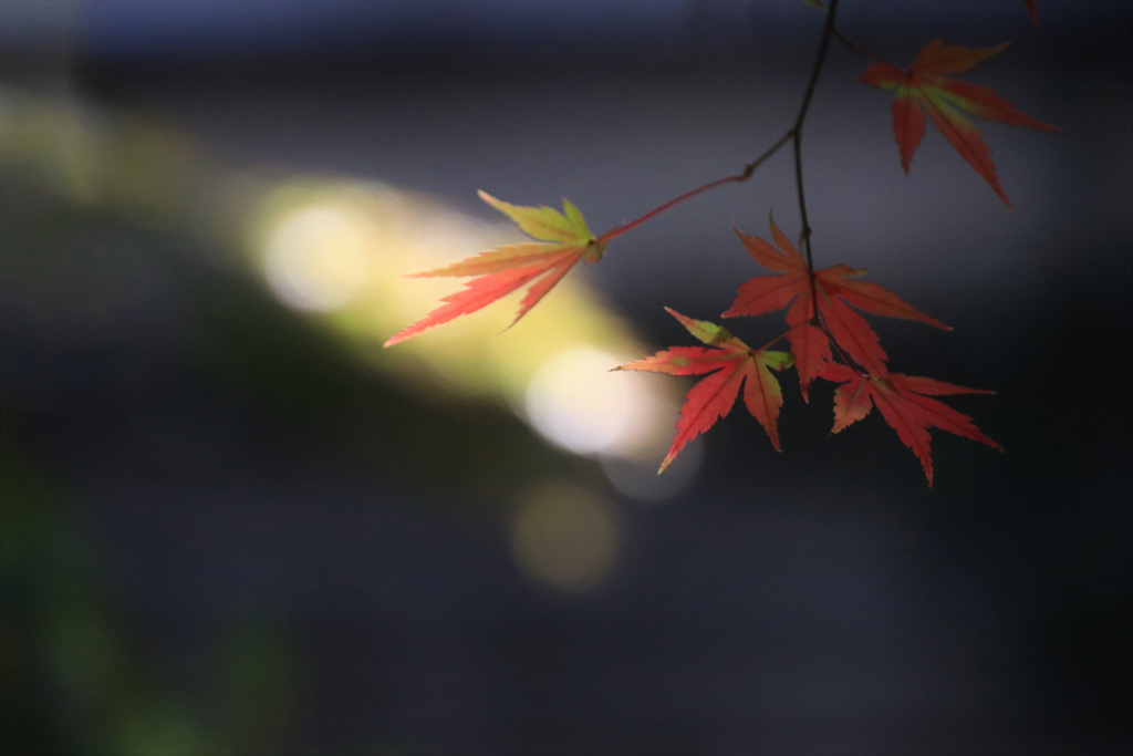 紅葉
