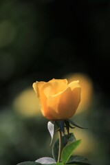 秋 薔 薇 秋 薔 薇