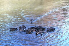 野鳥(なんだ、なんだ・・・)