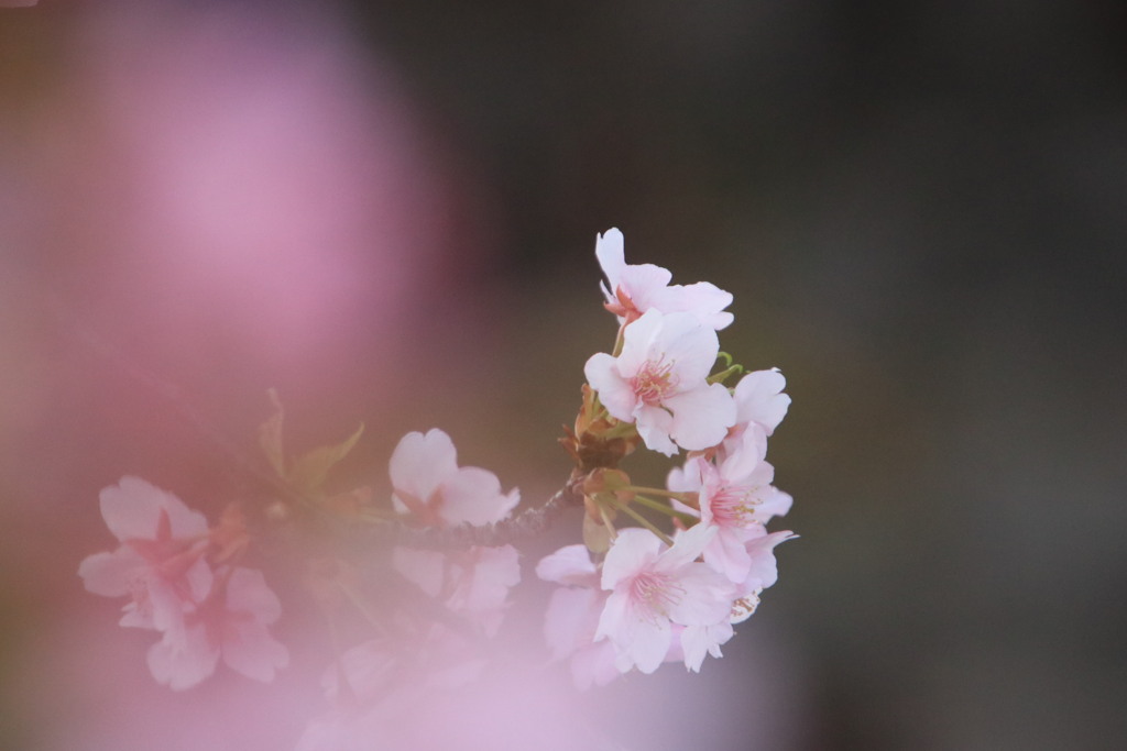 桜花