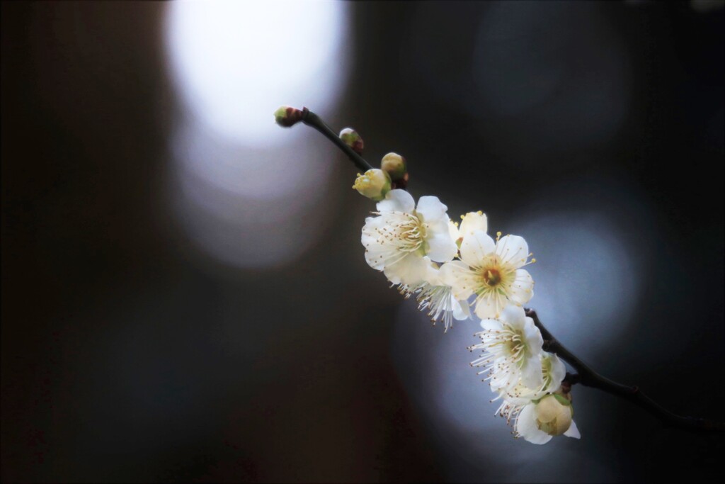 梅花