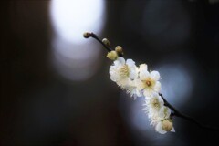 梅花