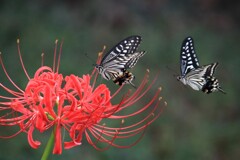 彼岸花にアゲハ
