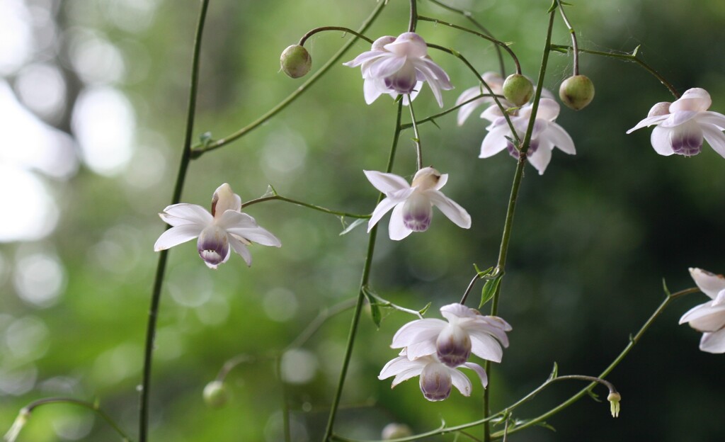 蓮  華  升  麻