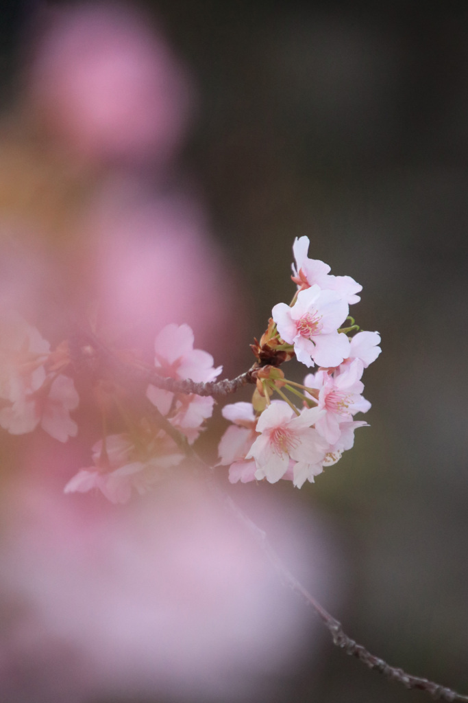 桜 花