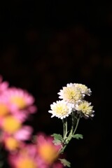 菊 花