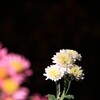 菊 花