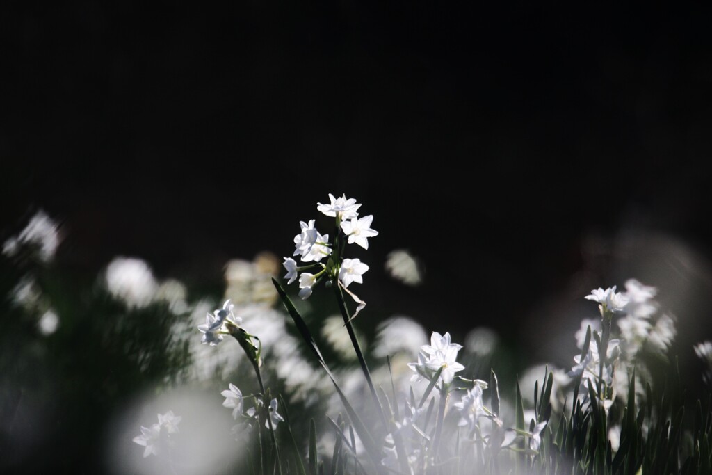 水  仙(ペーパーホワイト)