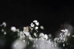 水  仙(ペーパーホワイト)