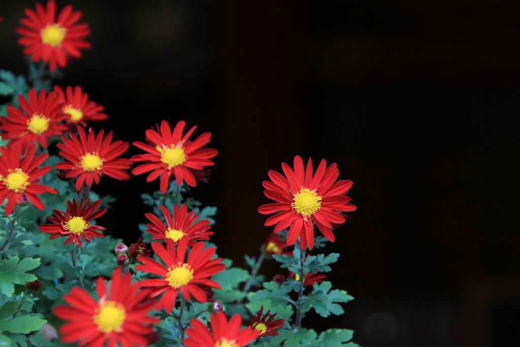 菊花