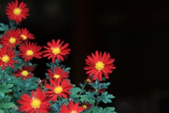 菊花