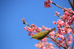 緋桜にめじろ