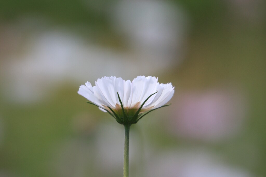 秋桜