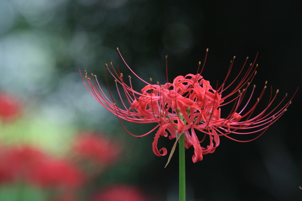 彼岸花・