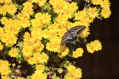 菊花にアゲハ