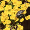 菊花にアゲハ