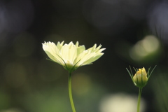 秋 桜