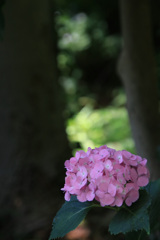 紫 陽 花