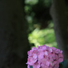 紫 陽 花
