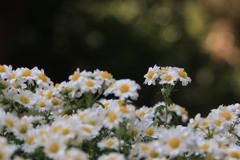 菊  花